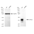 KD-Validated ATP1B3 Rabbit mAb (20 μl)