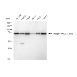KD-Validated Phospho-PKCA (T497) Rabbit mAb (20 μl)