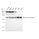 KD-Validated HDAC1 Rabbit mAb (20 μl)