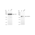 KD-Validated HNRNPK Rabbit mAb (20 μl)