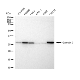 KD-Validated GAL3 Rabbit mAb (20 μl)
