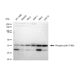 KD-Validated Phospho-p38 (T180) Rabbit mAb (20 μl)