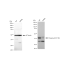 KD-Validated Phospho-p38 (T180) Rabbit mAb (20 μl)