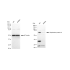 KD-Validated RPA1 Rabbit mAb (20 μl)