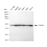 KD-Validated TUBG1 Rabbit mAb (20 μl)