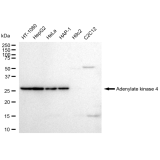KD-Validated AK4 Rabbit mAb (20 μl)