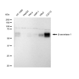 KD-Validated BACE1 Rabbit mAb (20 μl)