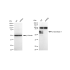 KD-Validated BACE1 Rabbit mAb (20 μl)