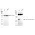 KD-Validated CSF1 Rabbit mAb (20 μl)