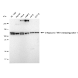 KD-Validated CYFIP1 Rabbit mAb (20 μl)