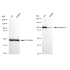 KD-Validated DNM2 Rabbit mAb (20 μl)