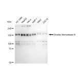 KD-Validated DROSHA Rabbit mAb (20 μl)