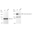 KD-Validated DROSHA Rabbit mAb (20 μl)