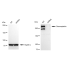KD-Validated DSP Rabbit mAb (20 μl)