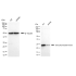 KD-Validated DTYMK Rabbit mAb (20 μl)