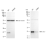 KD-Validated DUT Rabbit mAb (20 μl)