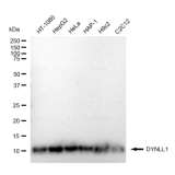 KD-Validated DYNLL1 Rabbit mAb (20 μl)