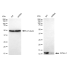 KD-Validated DYNLL1 Rabbit mAb (20 μl)