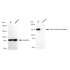KD-Validated EEA1 Rabbit mAb (20 μl)