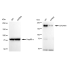 KD-Validated EIF2AK4 Rabbit mAb (20 μl)
