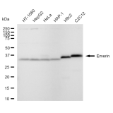 KD-Validated Emerin Rabbit mAb (20 μl)