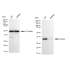 KD-Validated Emerin Rabbit mAb (20 μl)