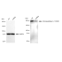 KD-Validated CD249 Rabbit mAb (20 μl)