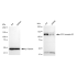 KD-Validated EPHB1 Rabbit mAb (20 μl)