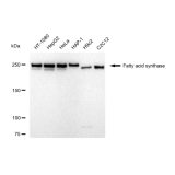 KD-Validated FASN Rabbit mAb (20 μl)