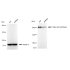 KD-Validated FASN Rabbit mAb (20 μl)