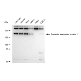 KD-Validated CNTNAP1 Rabbit mAb (20 μl)