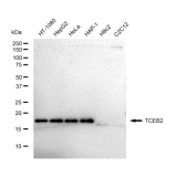 KD-Validated TCEB2 Rabbit mAb (20 μl)