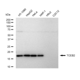 KD-Validated TCEB2 Rabbit mAb (20 μl)