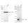 KD-Validated TCEB2 Rabbit mAb (20 μl)