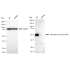 KD-Validated Phospho-GATA3 (S308) Rabbit mAb (20 μl)