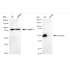 KD-Validated GATA2/3 Rabbit mAb (20 μl)