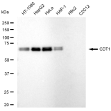KD-Validated CDT1 Rabbit mAb (20 μl)