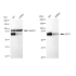 KD-Validated CDT1 Rabbit mAb (20 μl)