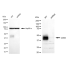 KD-Validated CD82 Rabbit mAb (20 μl)