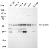 KD-Validated GOPC Rabbit mAb (20 μl)