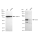KD-Validated GOPC Rabbit mAb (20 μl)