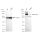 KD-Validated GTF2I Rabbit mAb (20 μl)
