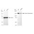 KD-Validated HDAC6 Rabbit mAb (20 μl)