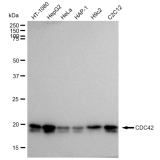 KD-Validated CDC42 Rabbit mAb (20 μl)
