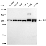 KD-Validated IDE Rabbit mAb (20 μl)