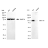KD-Validated IDE Rabbit mAb (20 μl)