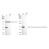 KD-Validated GRB2 Rabbit mAb (20 μl)