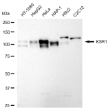 KD-Validated KSR1 Rabbit mAb (20 μl)