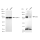 KD-Validated KSR1 Rabbit mAb (20 μl)
