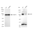 KD-Validated KSR1 Rabbit mAb (20 μl)